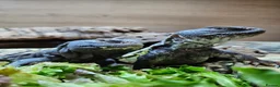Mixed Breed reptiles for sale: Various reptiles - Advert 8