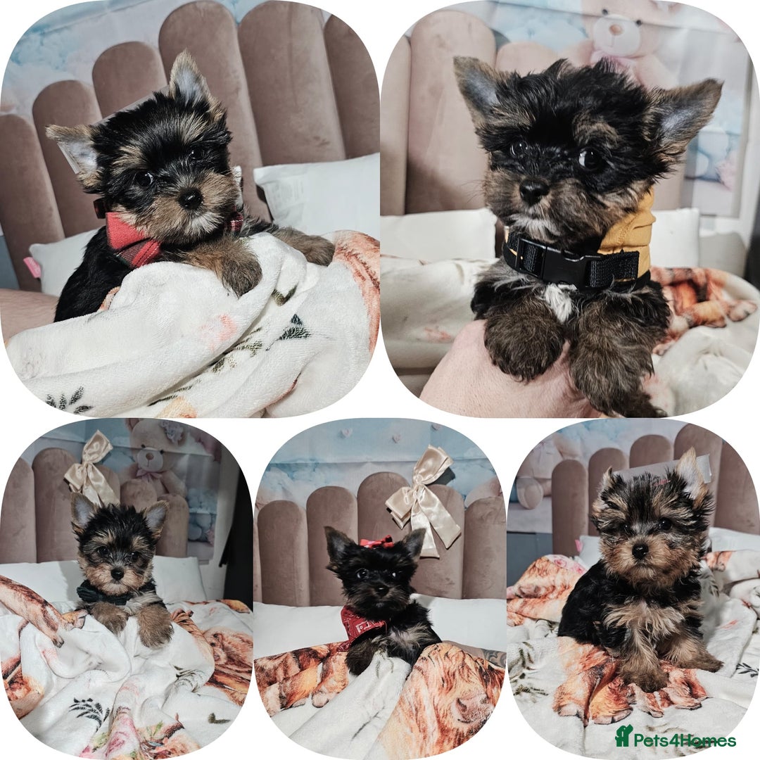 Yorkshire Terrier dogs for sale: Tiny miniature Yorkshire terriers - Advert 2