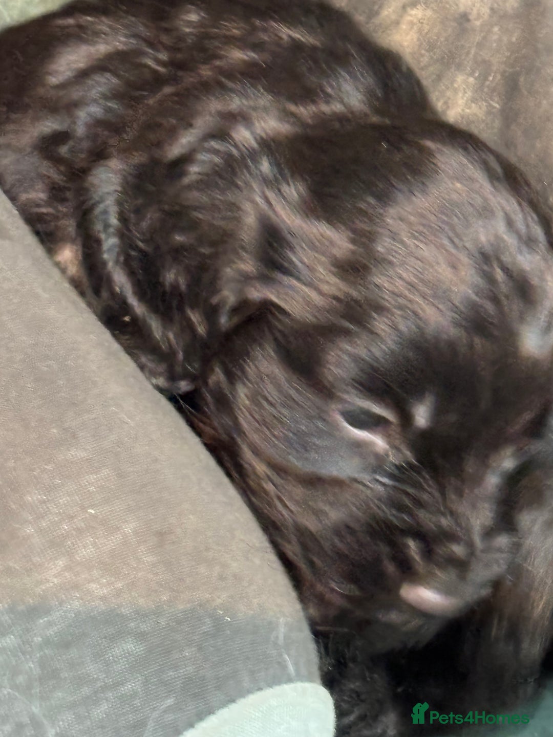 Cocker Spaniel dogs for sale: Cocker spaniel puppy - Advert 3