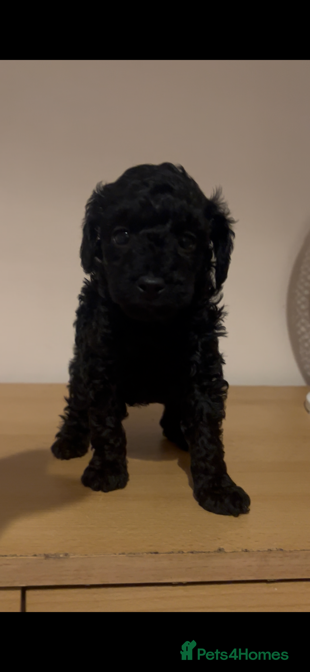 Toy Poodle dogs for sale: kc toy poodles by fully health tested parents - Advert 18