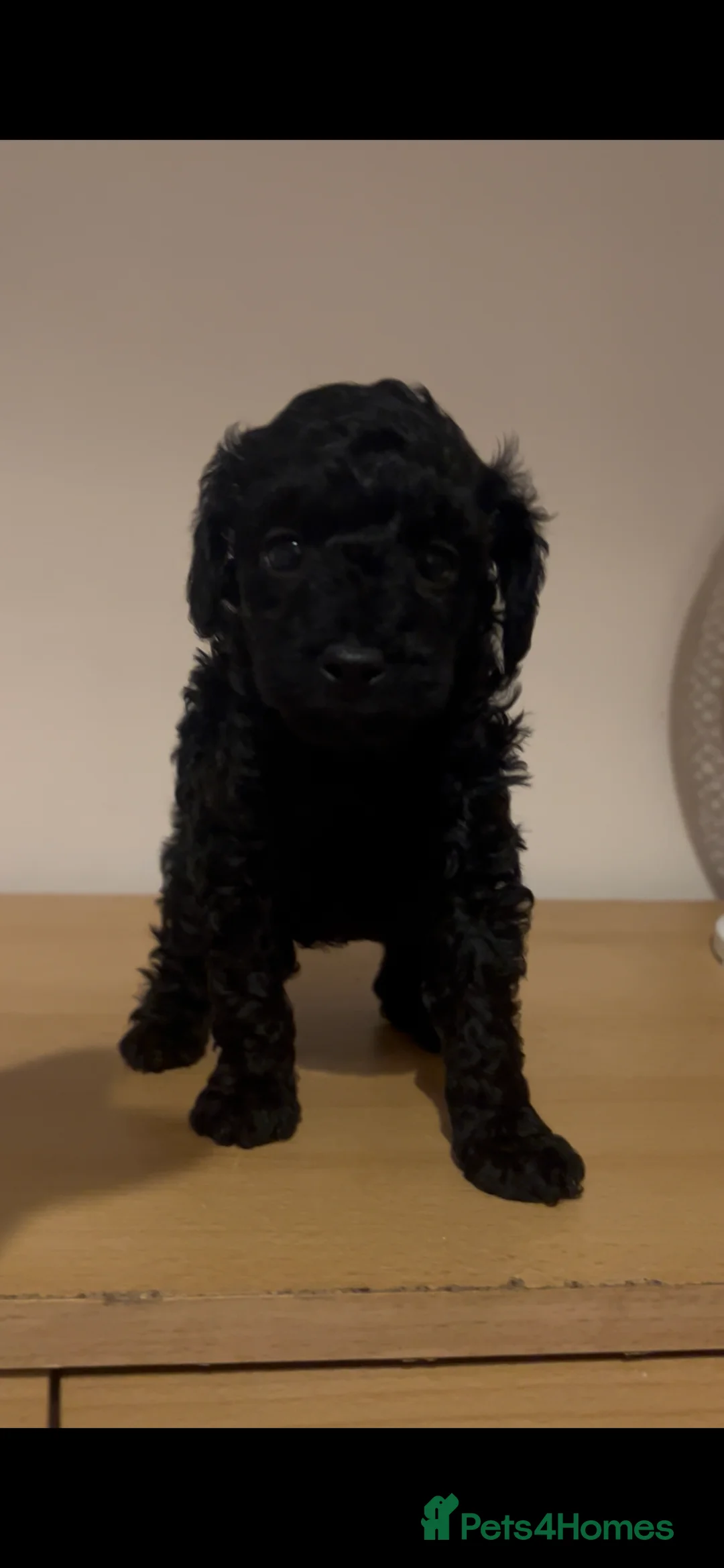 Toy Poodle dogs for sale:  REDUCED LAST PUP KC toy poodles health tested - Advert 26