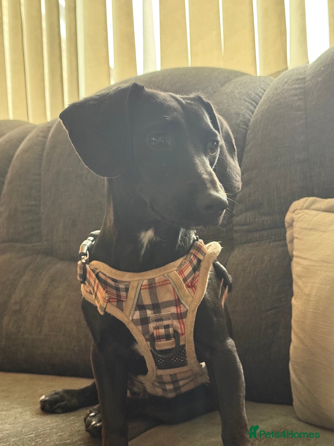 Mixed Breed dogs for sale: Dachshund cross lab URGENT REHOME. ACCEPTING OFFER - Image 1