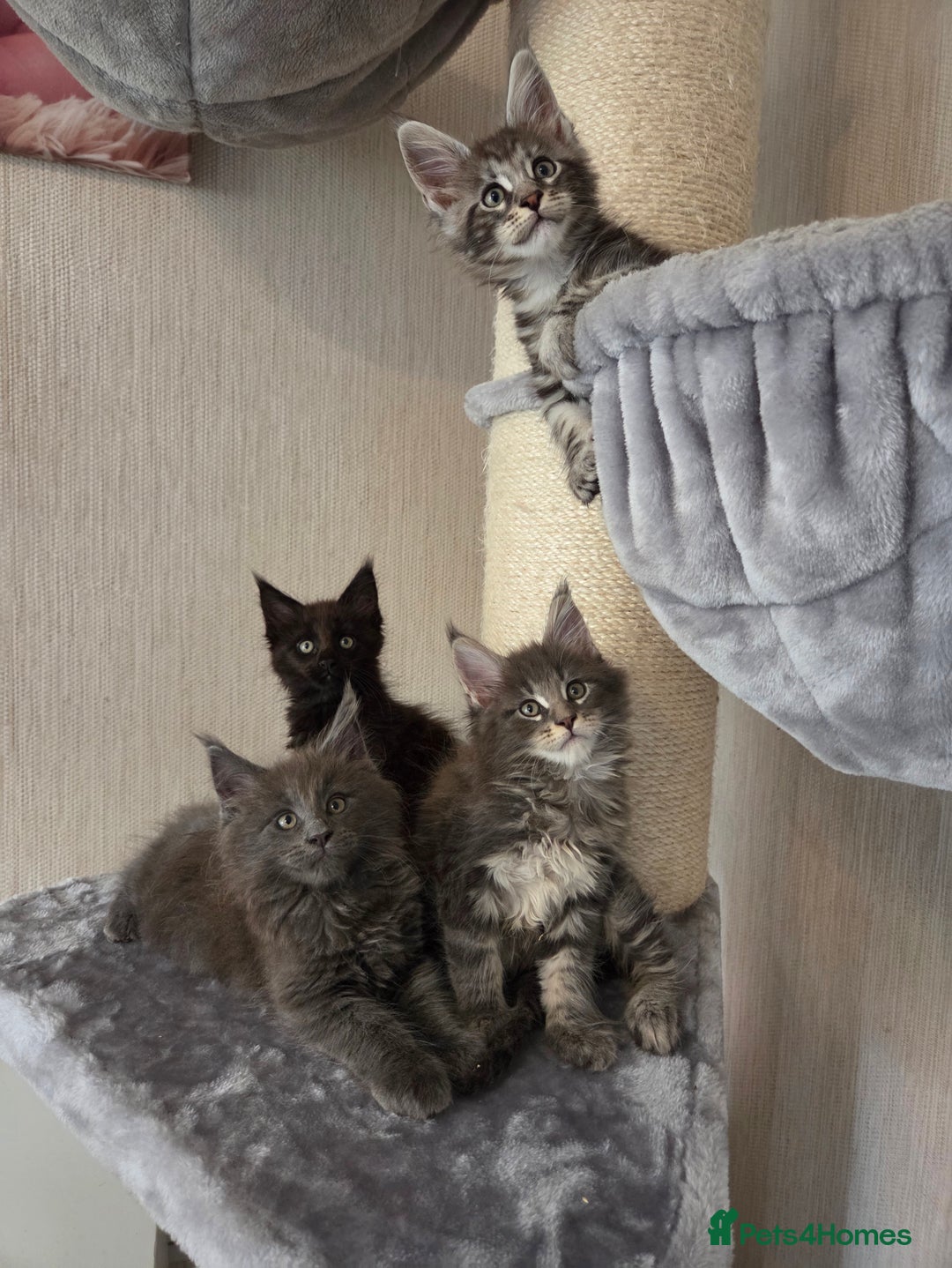 Maine Coon cats for sale: TICA REGISTERED MAINE COON KITTENS - Image 25