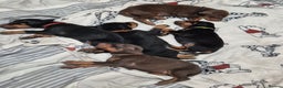 Dobermann dogs for sale: Dobermanns for Sale - Advert 3