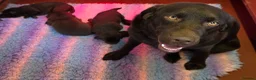 Labrador Retriever dogs for sale: Gorgeous Chocolate Labrador puppies. - Advert 3