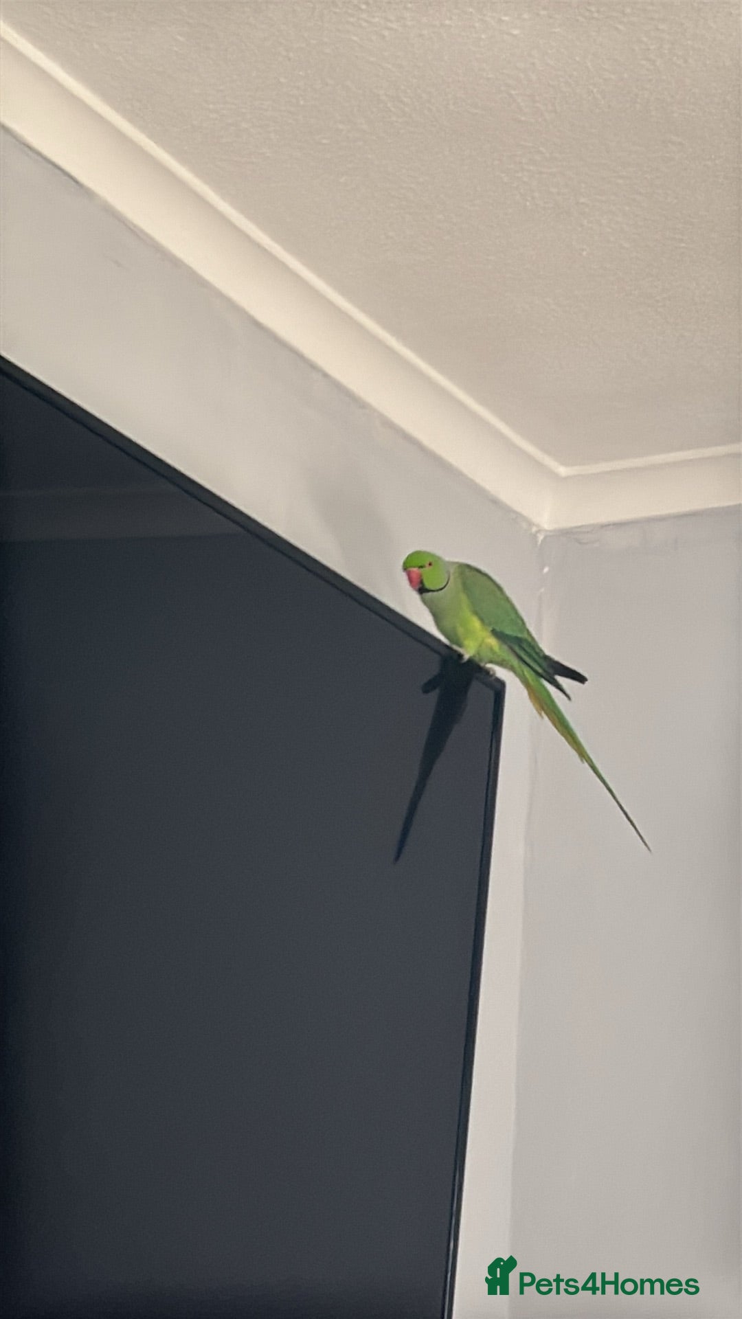 Ringnecks birds Irn for sale not tame but friendly  - Advert 1