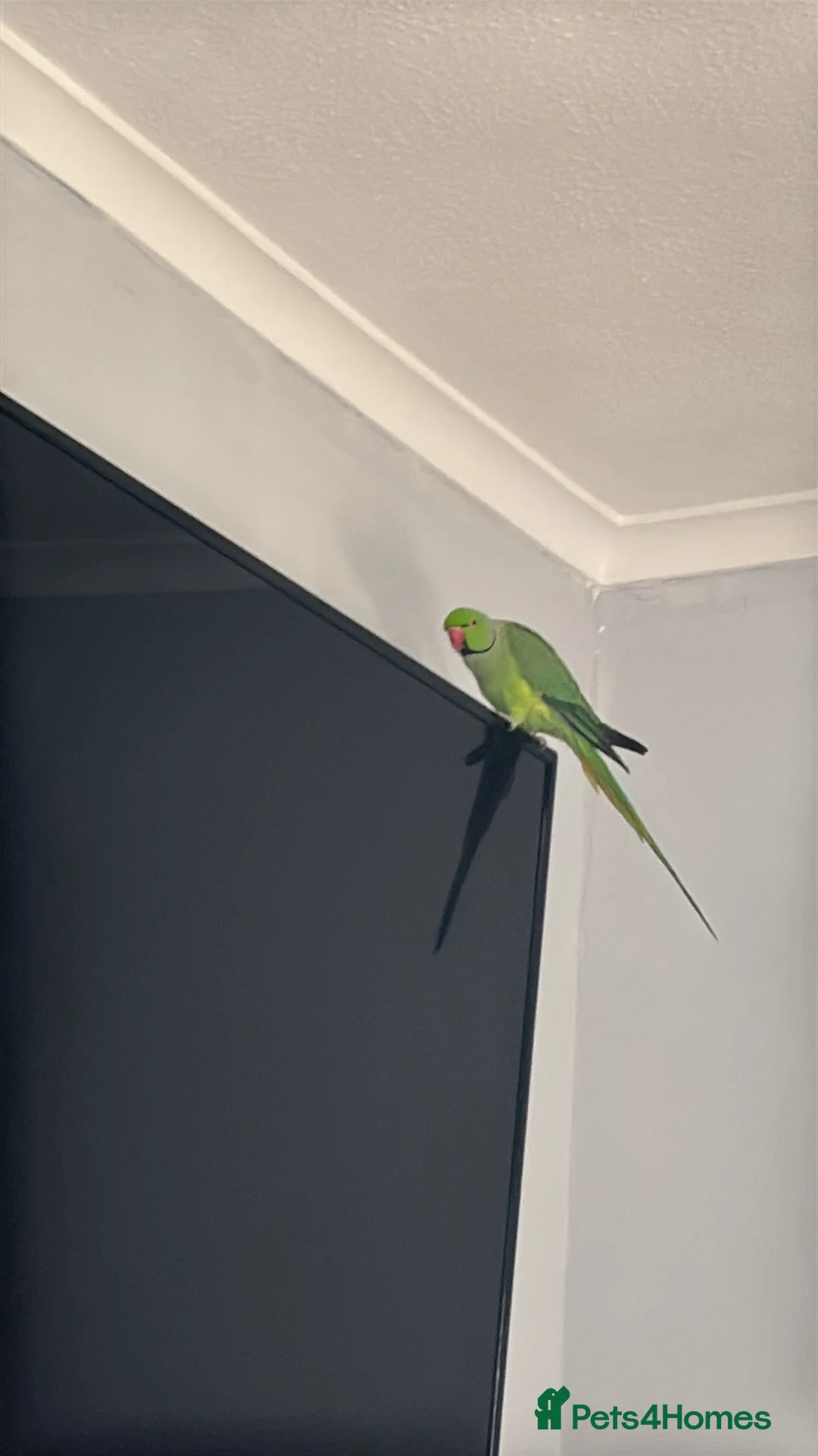 Ringnecks birds for sale: Irn for sale not tame but friendly  in Wellingborough - Advert 1
