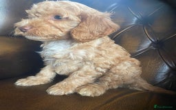 Cockapoo dogs for sale: Cockapoos  - Image 22