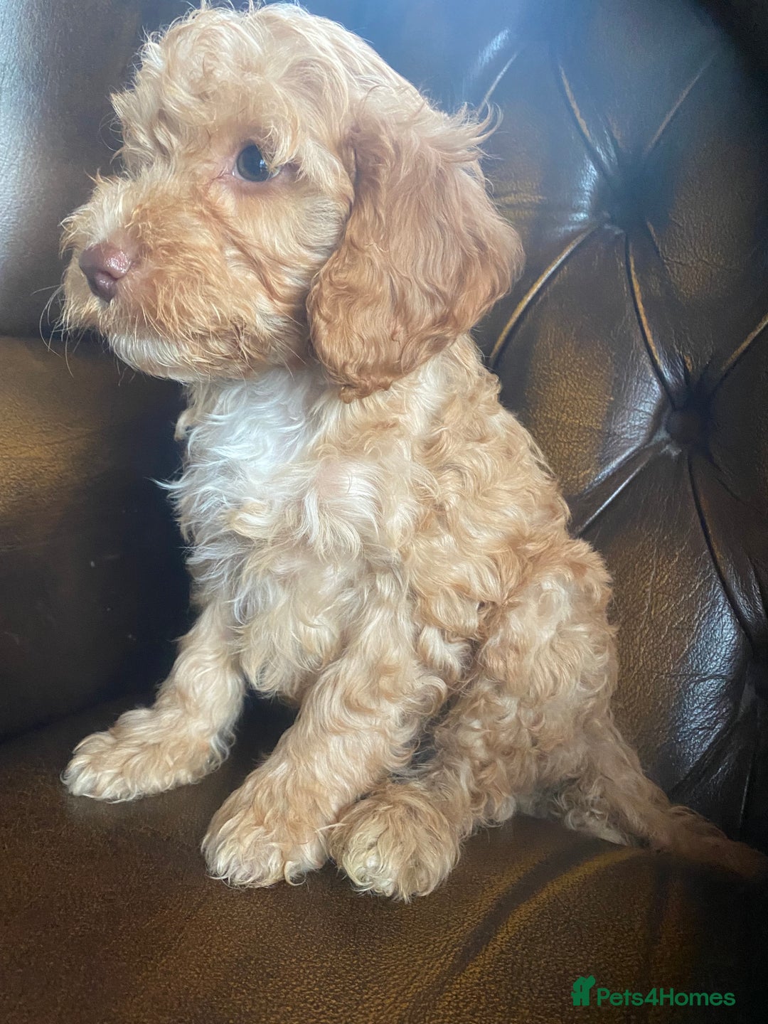 Cockapoo dogs for sale: Cockapoos  - Image 22