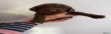 Cocker Spaniel 1. 
