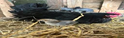 Chickens poultry for sale: French maran 7 cream leg bar chicks - Advert 3