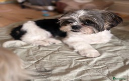 Shih Tzu dogs for sale: 2 6 month old male Shih tzu puppies  - Image 6