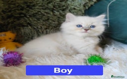 Ragdoll cats for sale: GCCF REGISTERED EUROPEAN LINE RAGDOLL KITTENS  - Image 24
