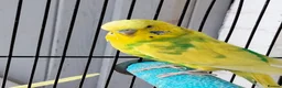 Budgerigars birds for sale: Beautiful 3x males budgies in London - Advert 3