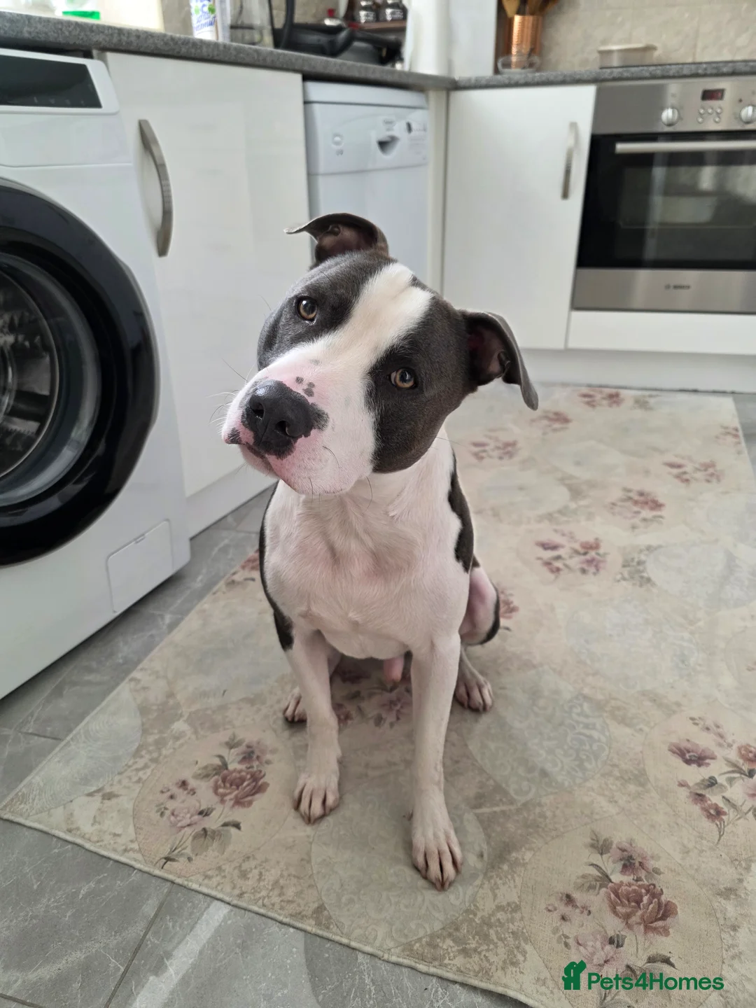 Mixed Breed dogs for sale: 2 year old Staffy x Pit Rocky. Needs loving home. - Advert 1
