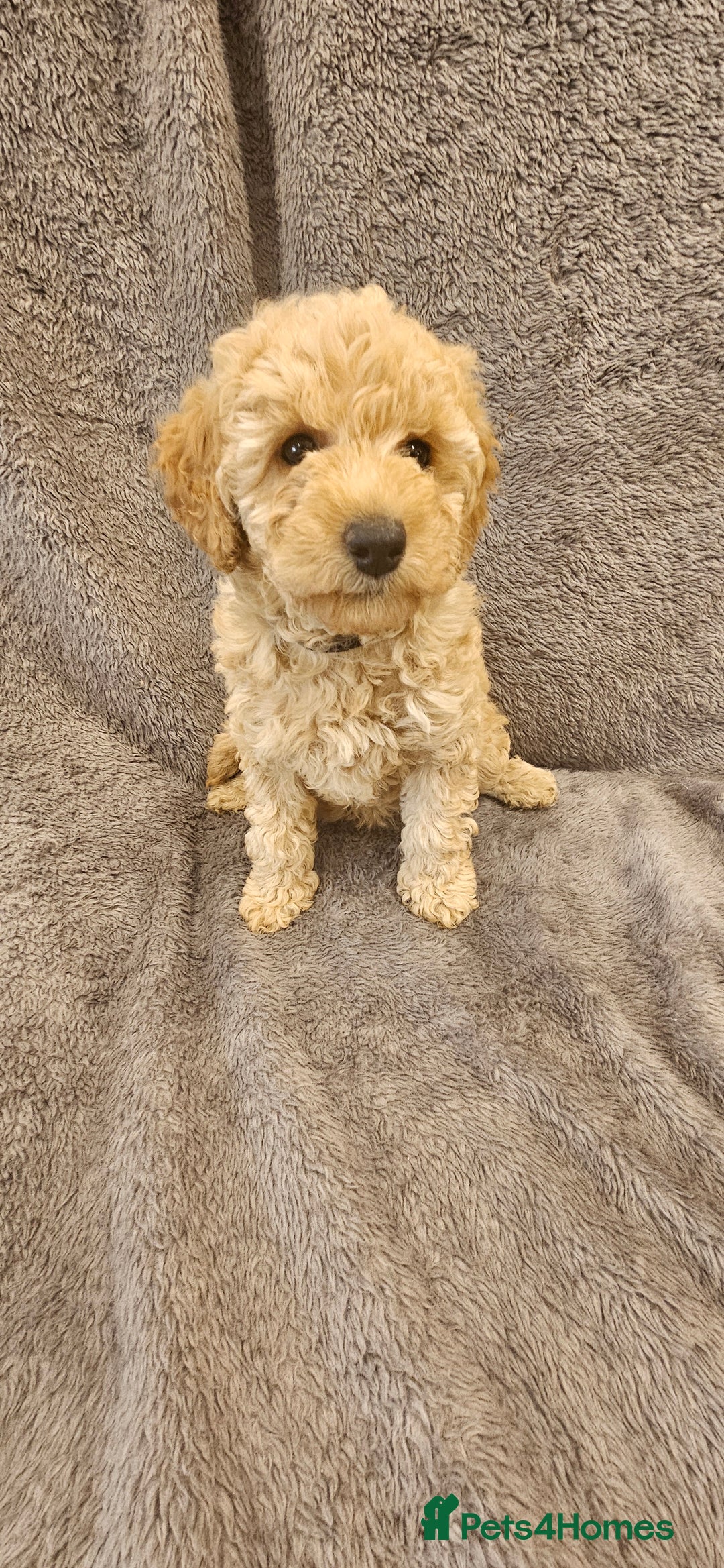 Toy Poodle dogs for sale: Beautiful Toy Poodle Puppies - Advert 13