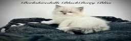 Ragdoll cats for sale: Gorgeous kittens with true ragdoll character - Advert 13