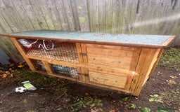 German Lop rabbits for sale: Two rabbits male and female  - Image 5