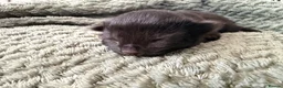Mixed Breed cats for sale: Beautiful Domestic Shorthair Kittens 🐾 - Advert 5