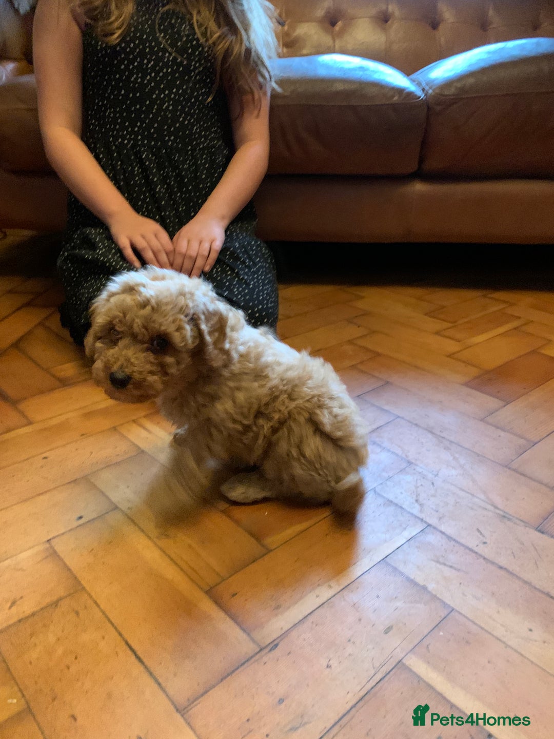 Cockapoo dogs for sale: Cute as Buttons! Cockapoo Puppies for Sale - Advert 7