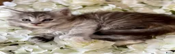 Maine Coon cats for sale: Maine coon girl looking for 5 star home  - Advert 3