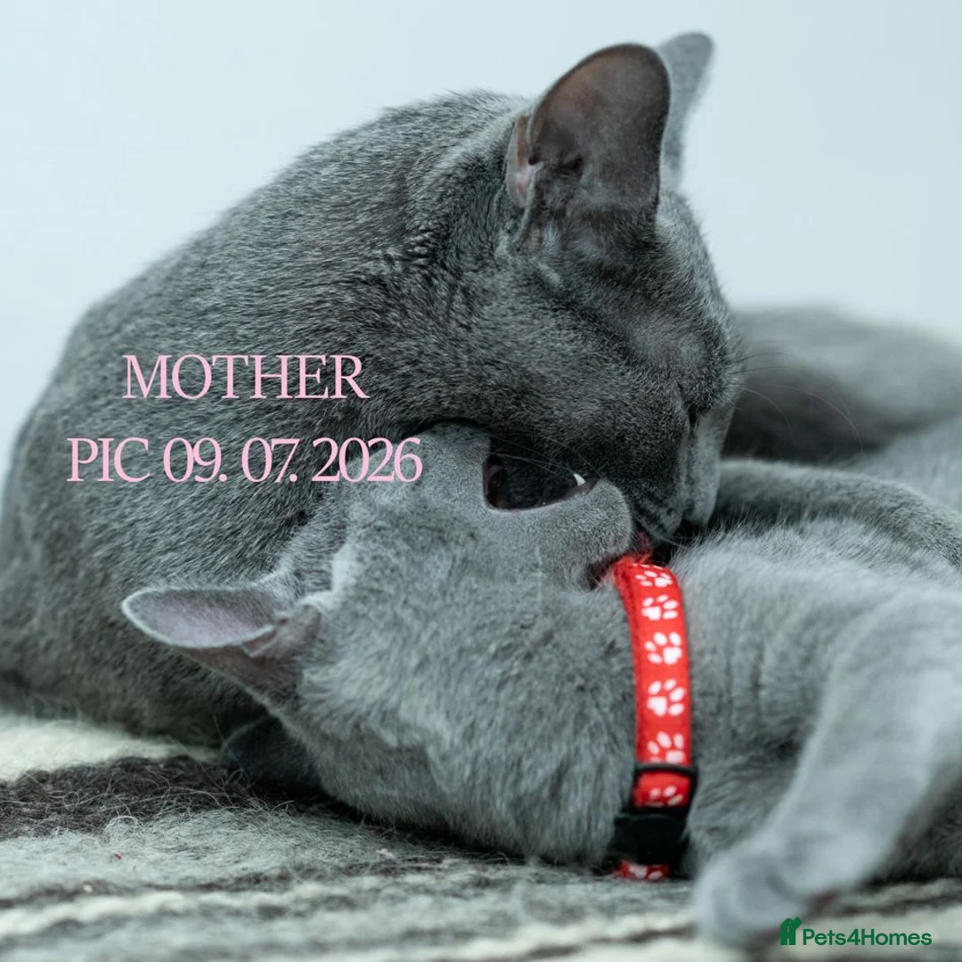 Russian Blue cats for sale: Adorable Russian Blue Kittens - Advert 1