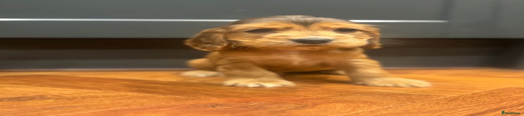 Cocker Spaniel Puppy 3