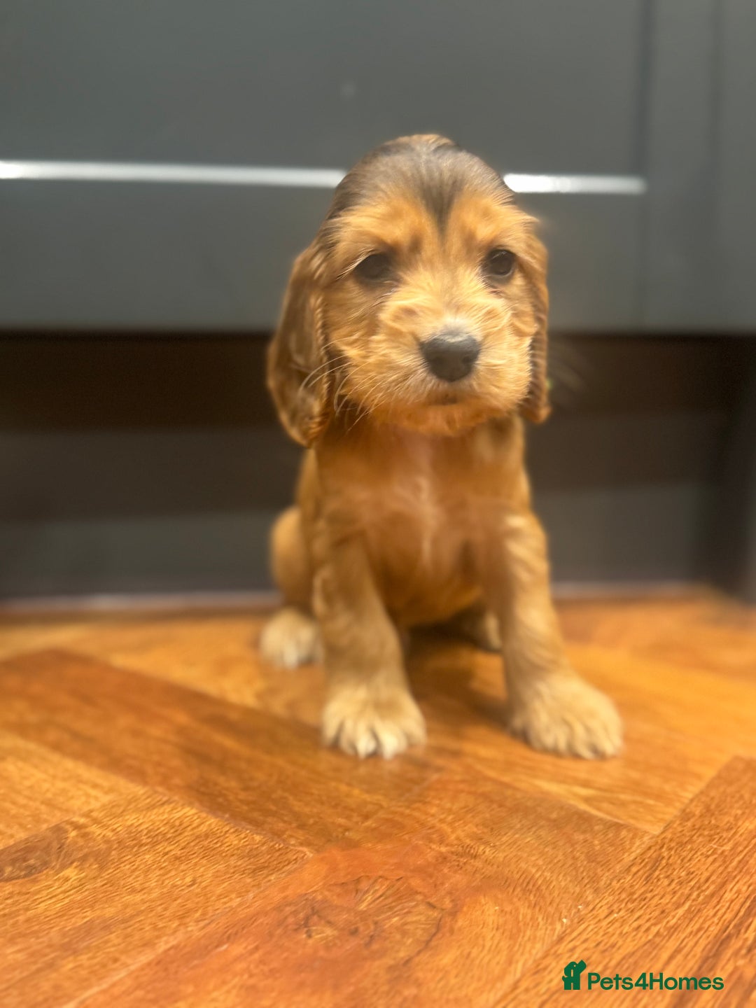 Cocker Spaniel dogs for sale: Gorgeous KC Show Cocker Spaniel Puppies - Advert 5