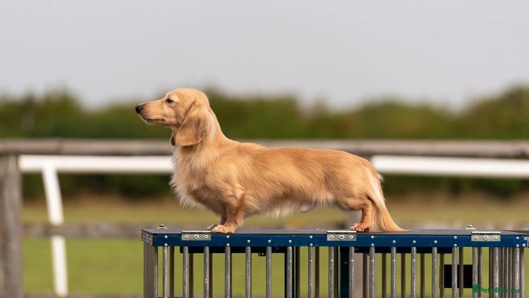 Dachshund dogs for sale: BEAUTIFUL KC REG MINI LONGHAIRED PUPPIES - Image 12