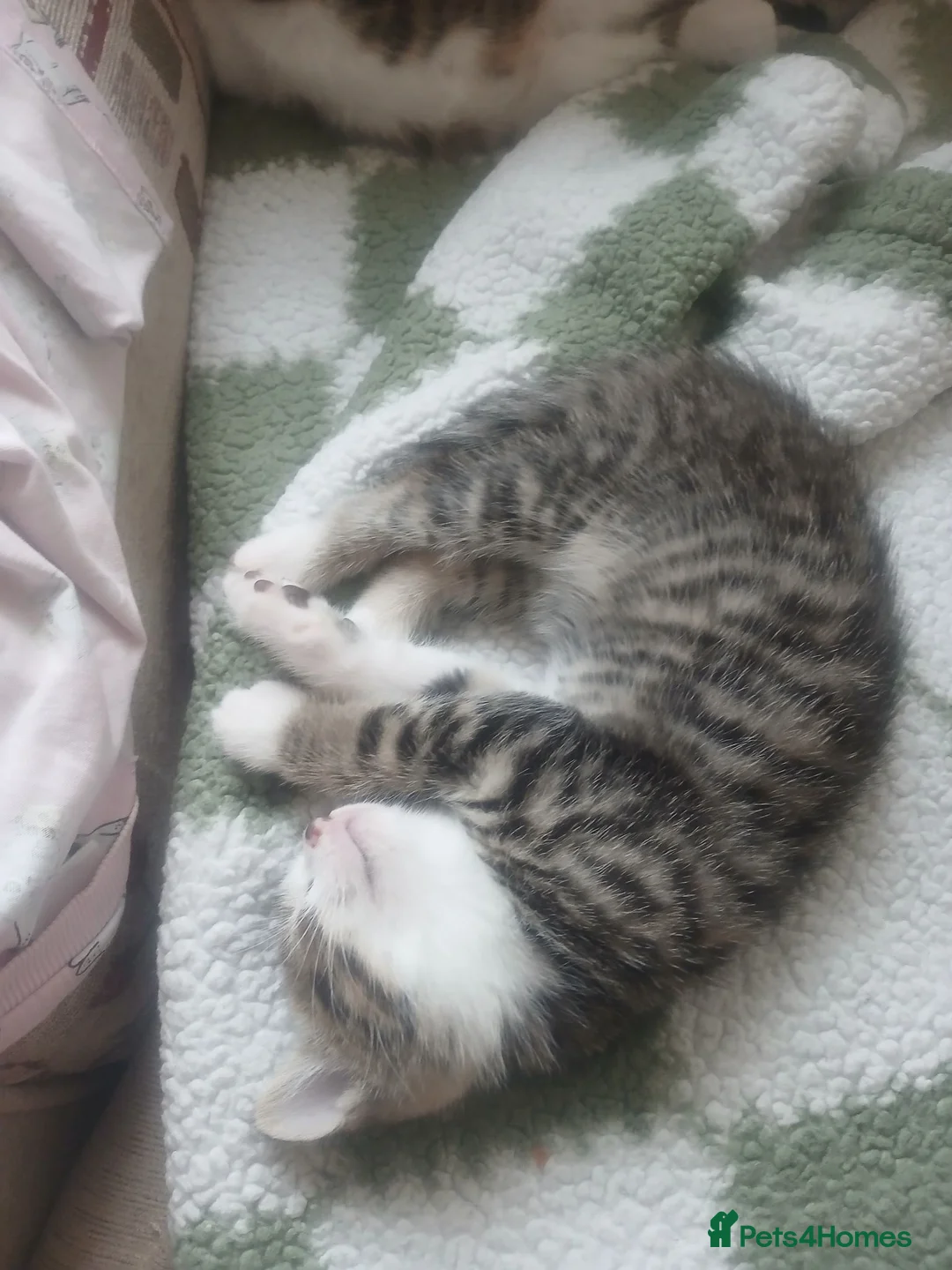 Mixed Breed cats for sale: Male kitten  in Northallerton - Advert 6