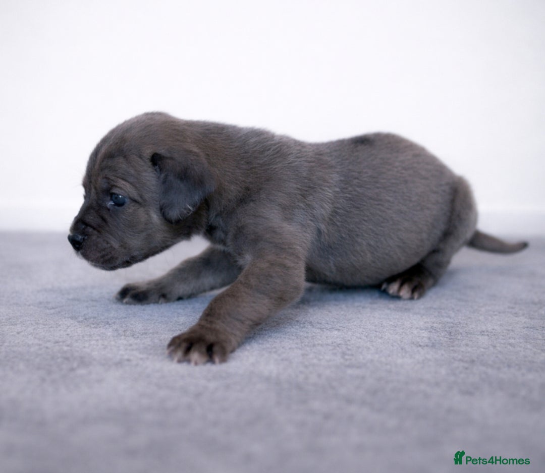 Great Dane dogs for sale: KC Registered Great Danes - Stunning Litter  - Advert 6