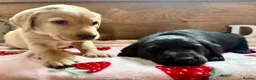 Labrador Retriever dogs for sale: KC Labrador puppies from health screened parents  - Advert 8