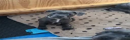 Staffordshire Bull Terrier dogs for sale: Beautiful Pure English Blue Staffys pups for sale - Advert 4