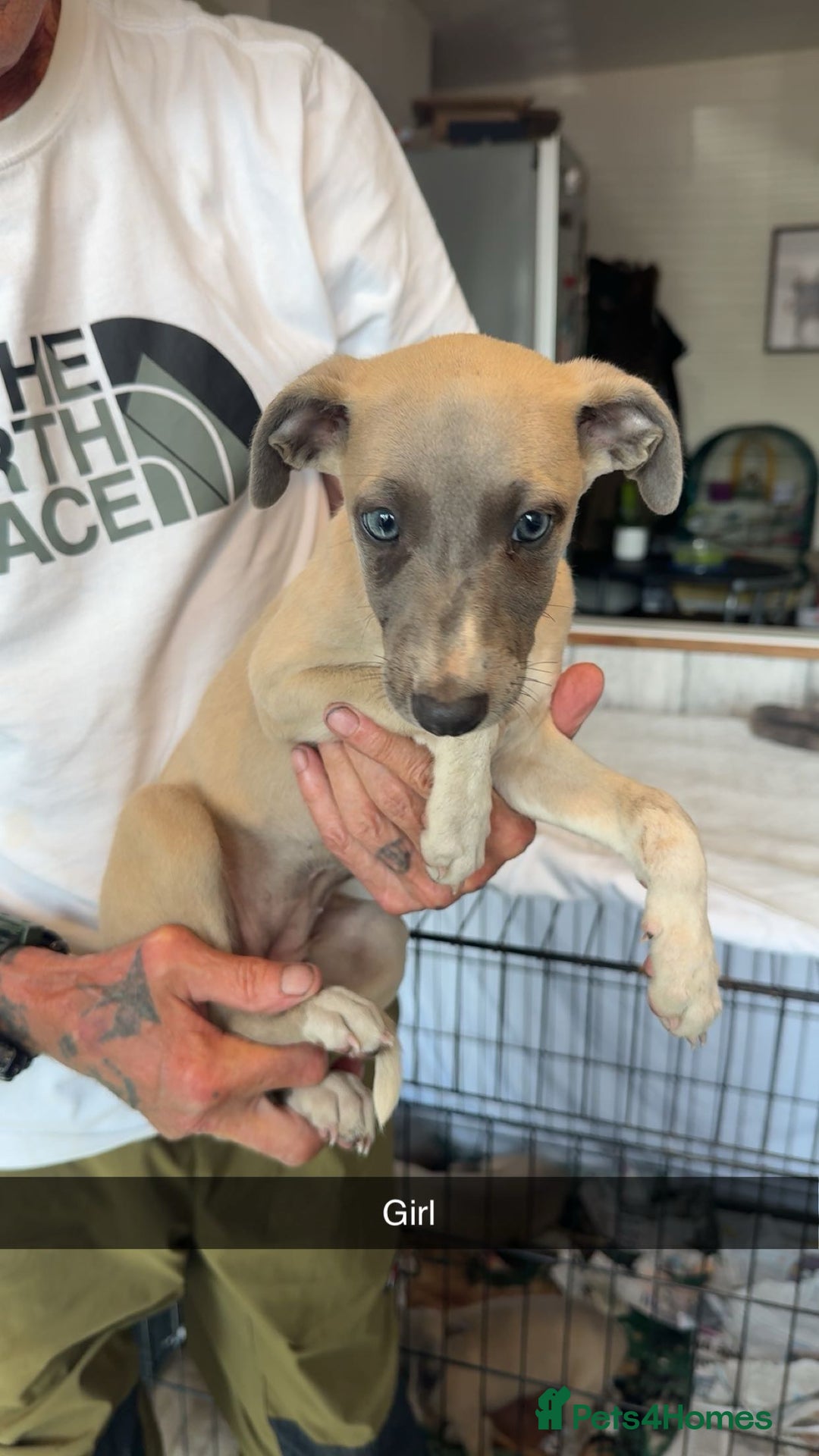 Whippet dogs for sale: Whippet pups  - Image 9