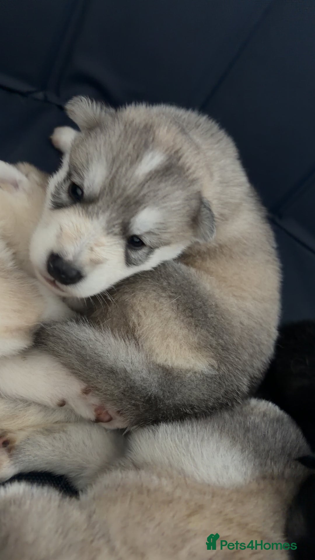 Shepsky dogs for sale: Northern innuit puppies - Advert 3