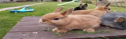 Netherland Dwarf rabbits for sale: Netherland dwarf 8wk, £50 each (CLEARANCE)  - Advert 7