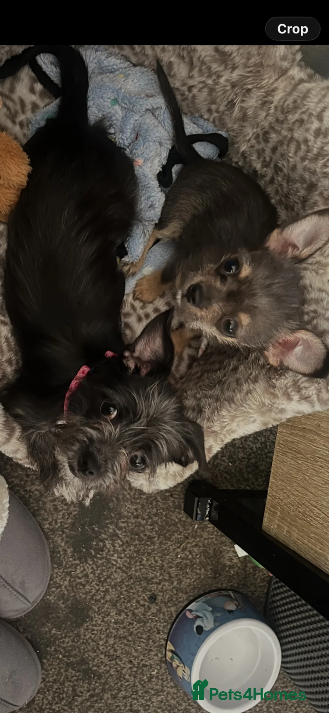 Mixed Breed dogs for sale: Stunning chihuahua  - Advert 4