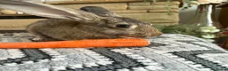 Continental Giant rabbits for sale: Continental giant buck - Advert 5