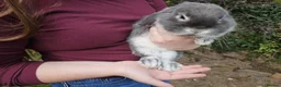 Mixed Breed rabbits for sale: Two lovely rabbits (mini lop / lionhead)  in Totnes - Advert 6