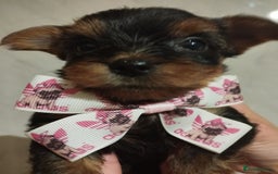 Yorkshire Terrier dogs for sale: 💝💝Beautiful miniature babies 💝💝 - Image 14