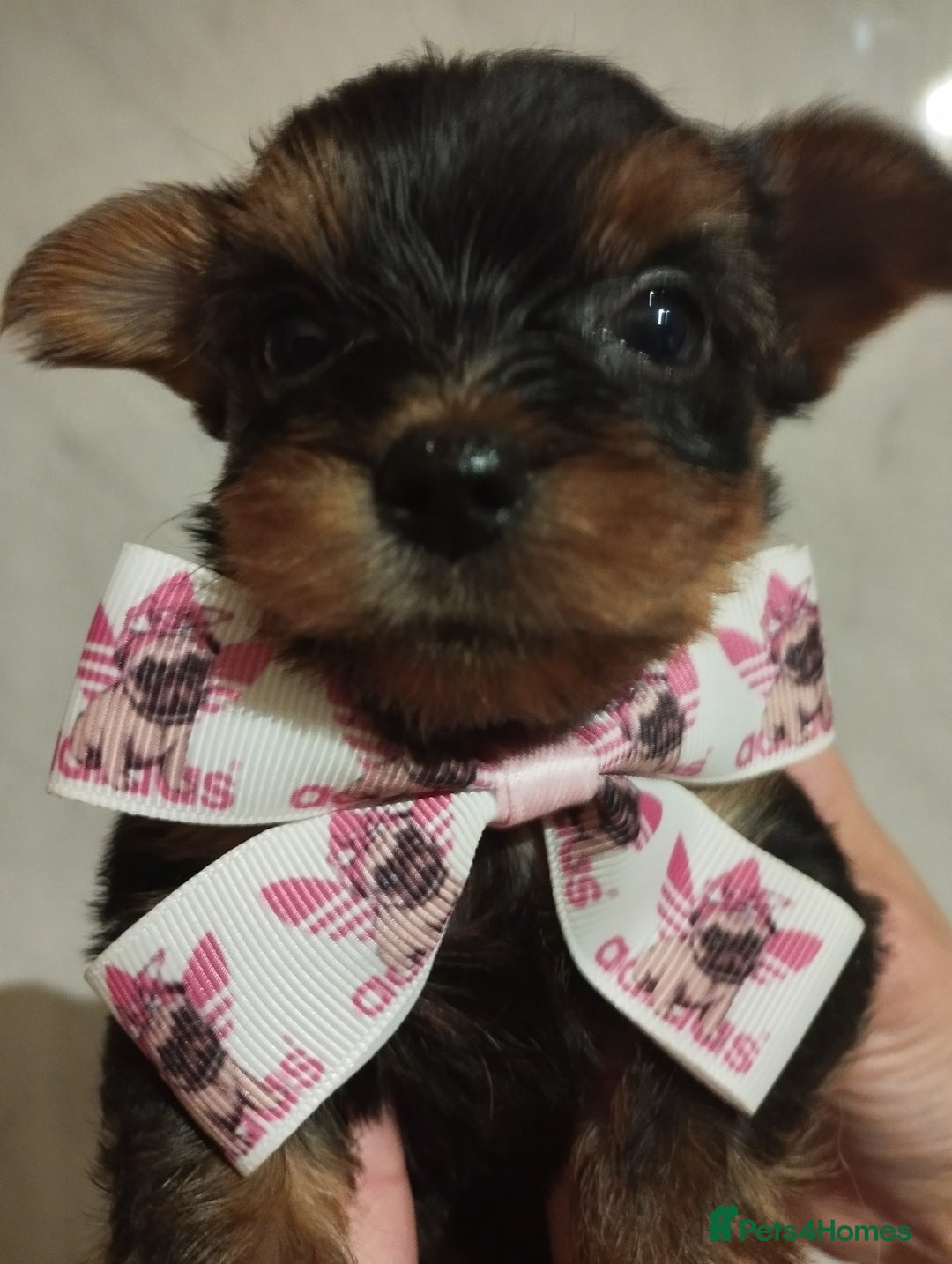 Yorkshire Terrier dogs for sale: 💝💝Beautiful miniature babies 💝💝 - Image 14