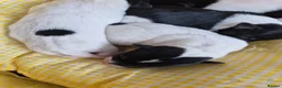Jack Russell dogs for sale: 4 stunning male jack russell puppies  in Larkhall - Advert 22