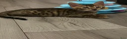 Bengal cats for sale: Bengal kittens - Advert 20