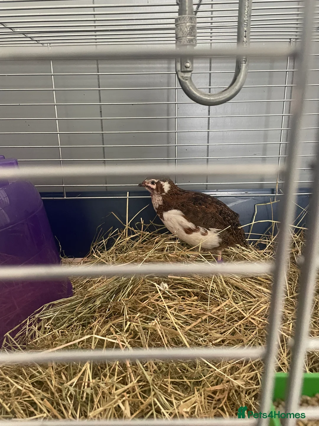 Quail poultry for sale: Male quail looking for retirement home - Advert 1