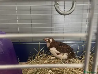 Quail poultry Male quail looking for retirement home - Advert 9