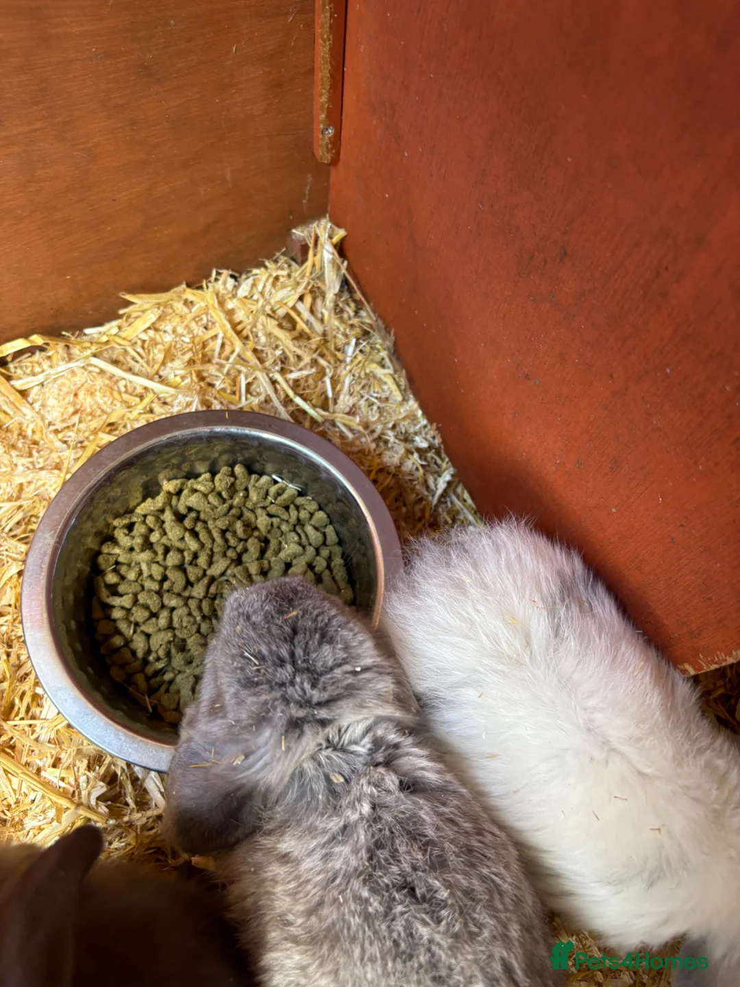Mini Lop rabbits for sale: Mini lop bunnies in Stowmarket - Advert 2