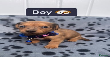 Jack Russell dogs - Advert 8