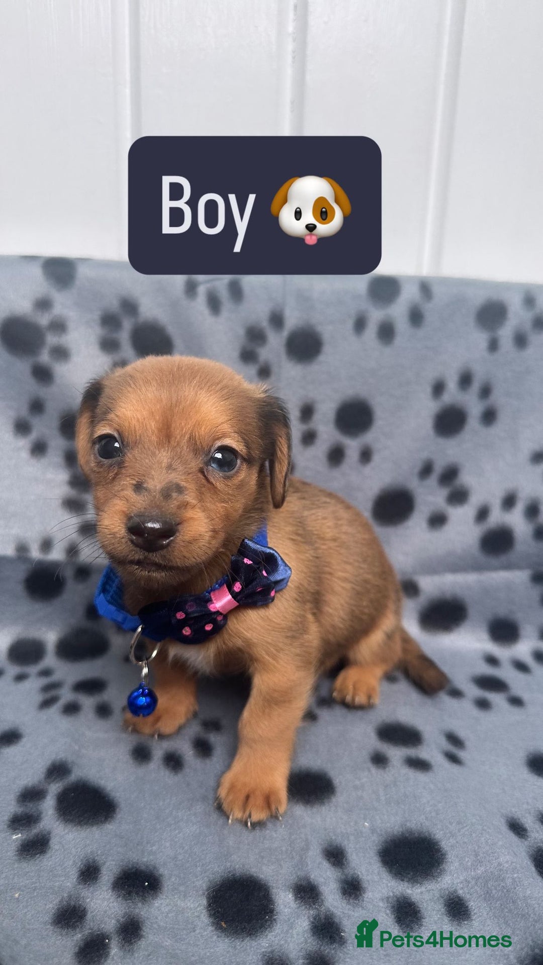 Jack Russell dogs for sale: Jack RussellxMini Dachshund ready to leave NOW 🏠 - Image 7