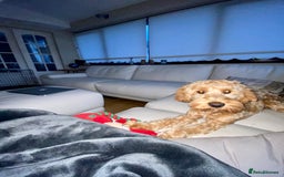 Cockapoo dogs for sale: 3 year old F3 Cockapoo - Image 7