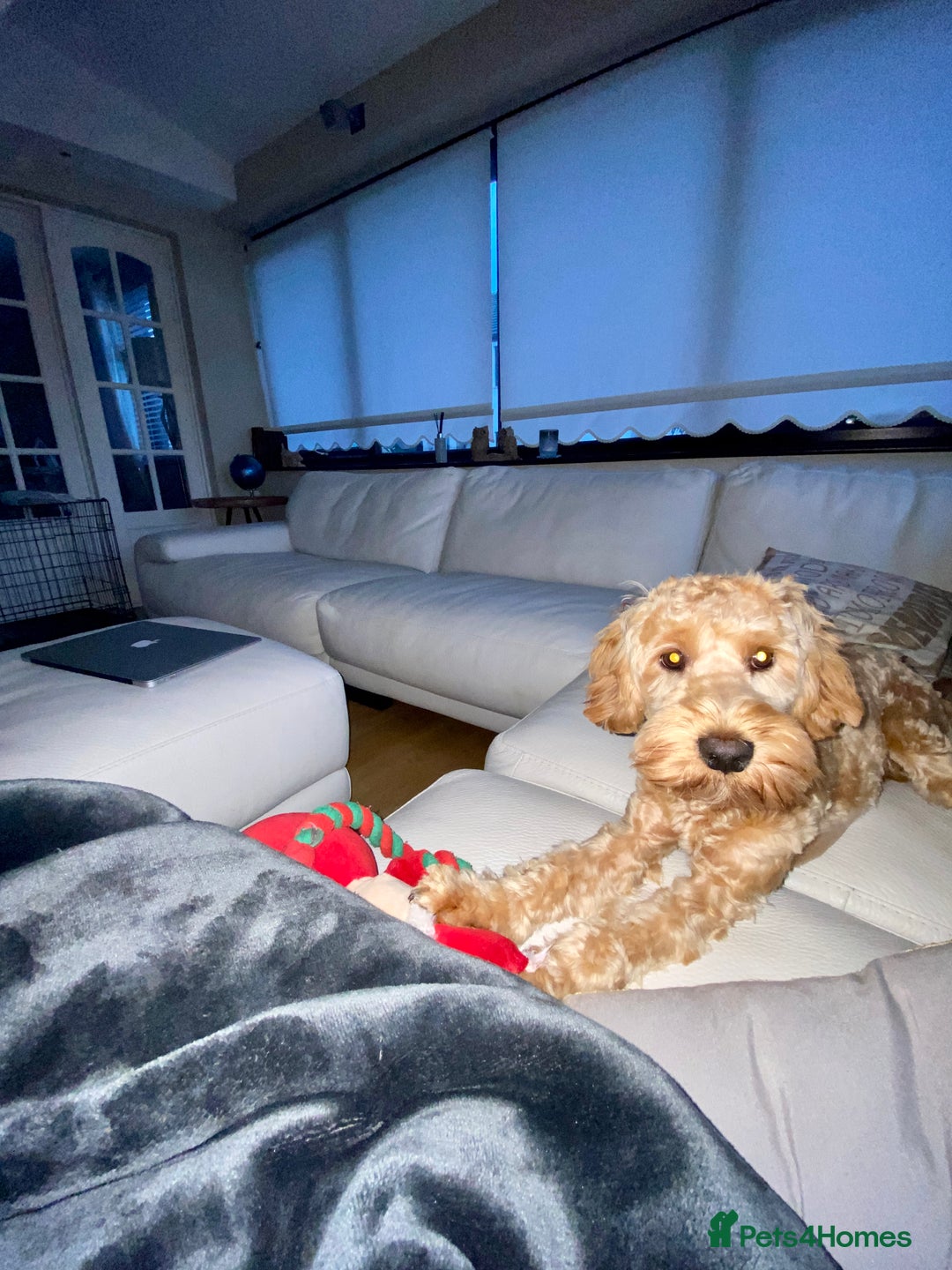 Cockapoo dogs for sale: 3 year old F3 Cockapoo - Image 7